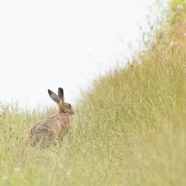 Hare