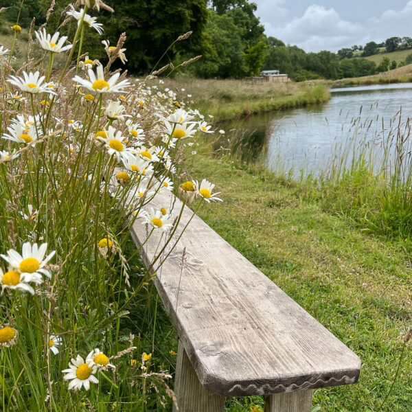 Lake bench