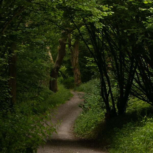 Woodland trail